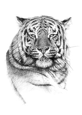 Tiger portrait