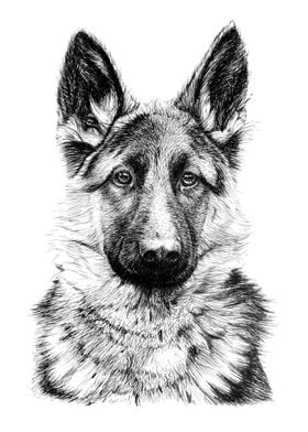 Dog portrait