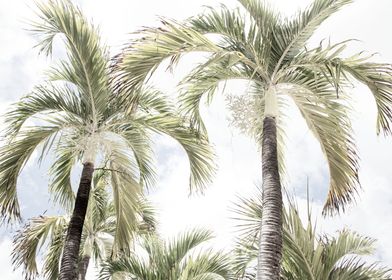 Summer Paradise Palms 2