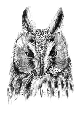 Owl portrait