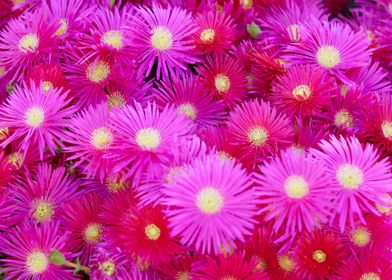 pink daisy in bloom
