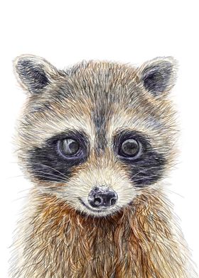 Raccoon - Forest Animal 