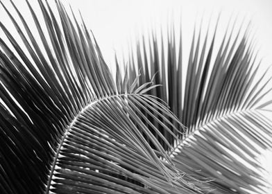 Lush Caribbean Palms 2