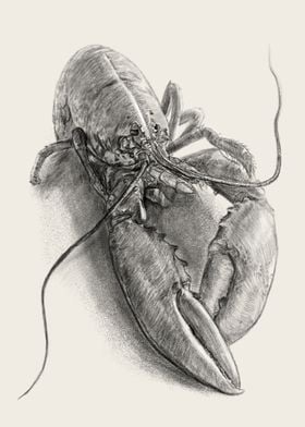 Crawfish Sketch Sea Animal