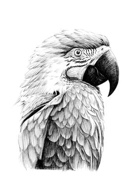 Parrot portrait