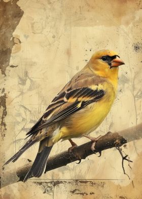 Golden Finch