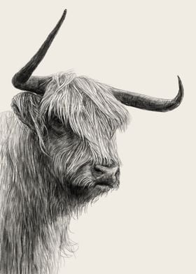 Highland Cow Drawing Art 