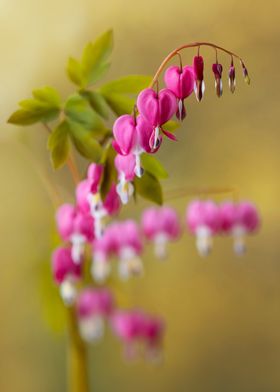 Pink dicentra
