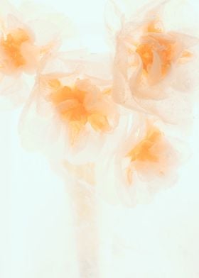Narcissus tazetta in ice 2