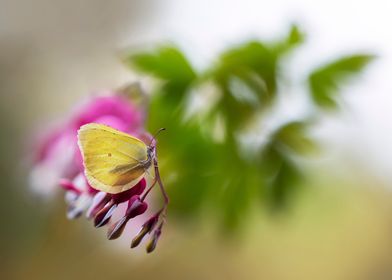 Butterfly on dicentra