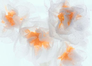 Narcissus tazetta in ice 4
