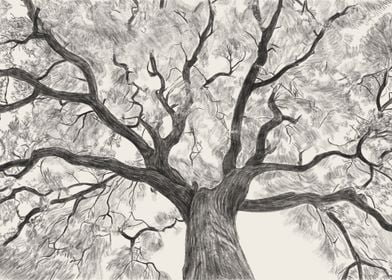 Oak Drawing   Oak Tree