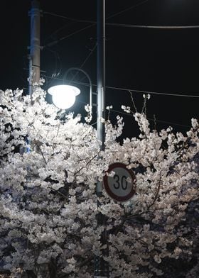 Blossom at Night