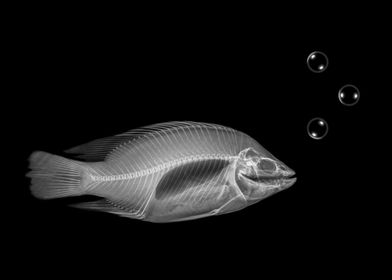 X ray of a fish on black 