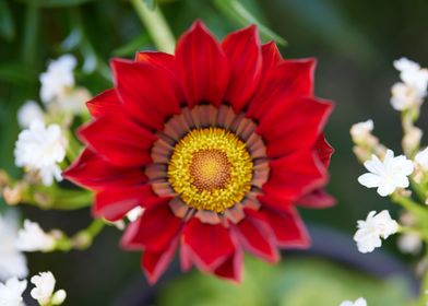 red daisy in bloom