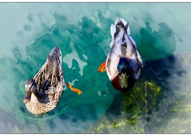 duck swimming on lake