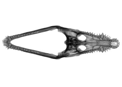 X ray of a skull crocodile