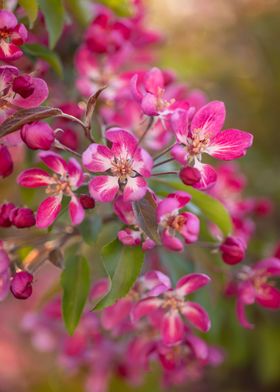 Pink flowers apple trees