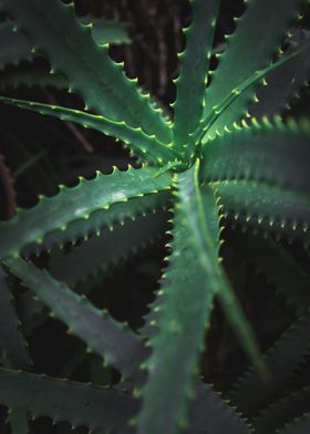 Green Plant on Madeira