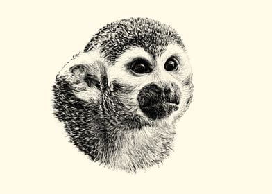 Squrrel monkey