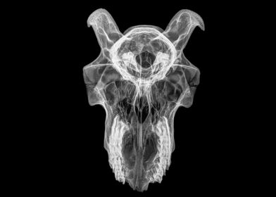 skull of a goat x ray