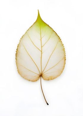 Single Leaf