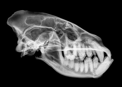 Hyaena skull X ray 
