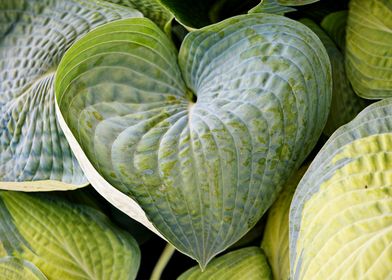 lovely heart  leaf in summ
