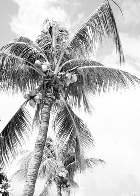 Vintage Paradise Palm 2