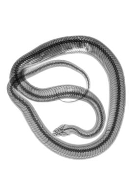 x ray of a digesting Snake