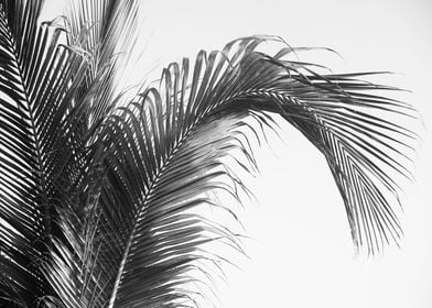 Caribbean Palm Leaves 2