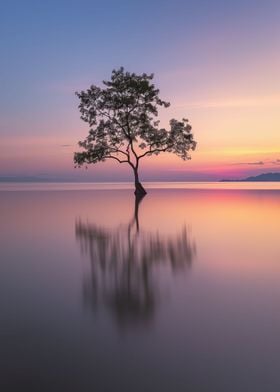 Lone Tree Serenity