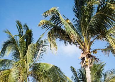 Caribbean Palms 3