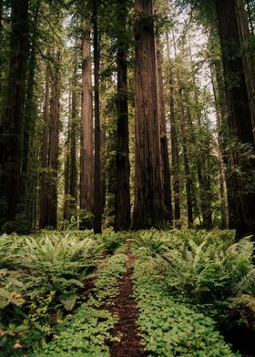 Within the Redwoods