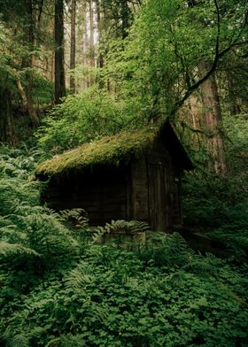 Forest Cabin