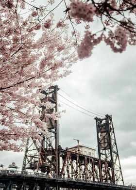 Cherry Blossoms Portland