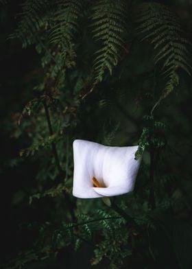 White flower