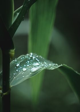 Waterdrops in plant