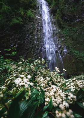 Waterfall in the green