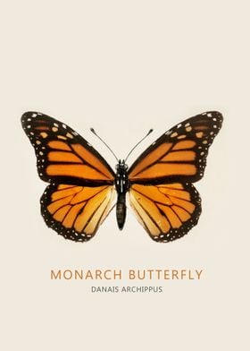 Monarch Butterfly