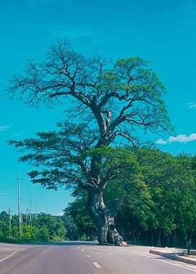 Dakit Tree