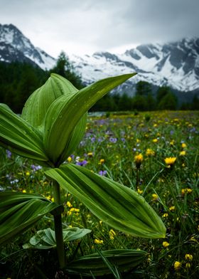 Nature in the mountains