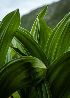 Green Leaves up close