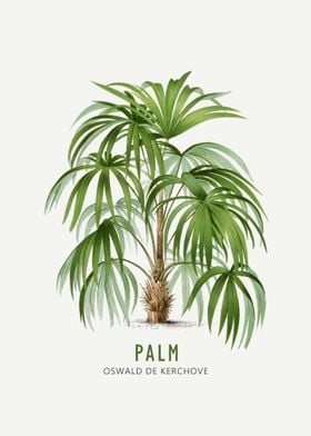 Vintage Palm Tree