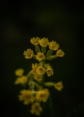 Yellow Flowers in the Dark