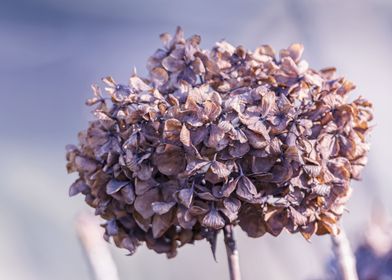 dried hydrangea in winter