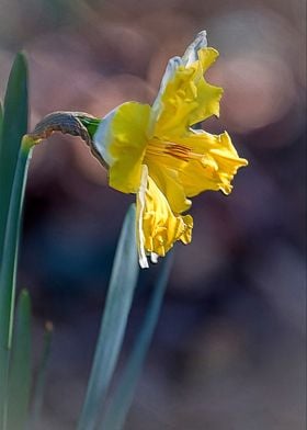 daffodils bloom in spring 