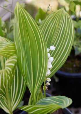 lily of the valley in bloo