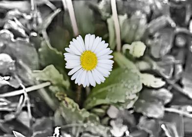 daisy in bloom in spring