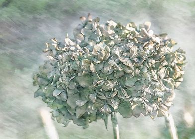 dried hydrangea in winter